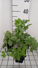 Planten Baptisia 'Blueberry Sundae'   pot 9x9 cm