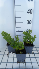 Planten Baptisia 'Vanilla Cream'   pot 9x9 cm