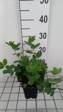 Planten Baptisia 'Lemon Meringue'   pot 9x9 cm  
