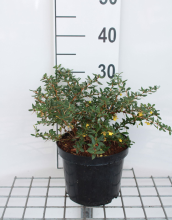 Planten Berberis verruculosa   pot   25 30 cm  