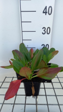Planten Bergenia 'Wintermärchen'   pot 9x9 cm