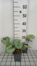 Planten Brunnera macrophylla 'Looking Glass'   pot 9x9 cm