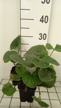 Planten Brunnera sibirica   pot 9x9 cm  