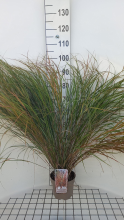 Planten Calamagrostis arun. 'Sirocco'   pot 3L
