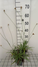 Planten Catananche caerulea 'Alba'   pot 9x9 cm  