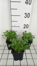 Planten Campanula cochleariifolia 'Blue Baby'   pot 9x9 cm