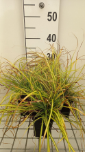 Planten Carex oshimensis 'Eversheen' (Evercolor)   pot 9x9 cm
