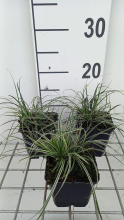 Planten Carex conica 'Snowline'   pot 9x9 cm
