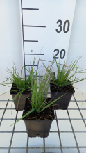 Planten Calamagrostis epigejos   pot 9x9 cm  