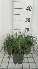 Planten Carex flacca 'Buis'   pot 9x9 cm