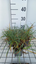 Planten Carex flacca 'Blue Zinger'   pot 9x9 cm
