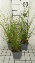 Planten Carex flagellifera 'Kiwi'   pot 9x9 cm