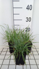 Planten Carex flacca   pot 9x9 cm
