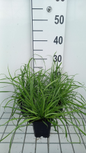 Planten Carex flava   pot 9x9 cm