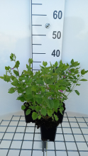 Planten Calamintha grandiflora   pot 9x9 cm  