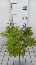 Planten Campanula lactiflora 'Senior'   pot 9x9 cm  