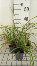 Planten Carex morrowii 'Goldband'   pot 9x9 cm