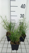 Planten Carex muskingumensis 'Little Midge'   pot 9x9 cm