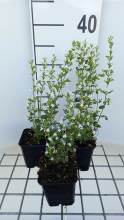 Planten Calamintha nepeta 'White Cloud'   pot 9x9 cm  