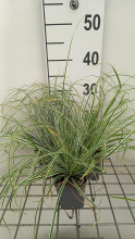 Planten Carex oshimensis 'Fiwhite' (Everest)   pot 9x9 cm  
