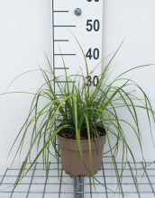 Planten Carex oshimensis 'Everlime' (Evercolor)   pot 3L