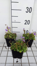 Planten Campanula portenschlagiana 'Resholt Variety'   pot 9x9 cm  