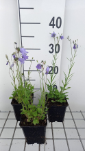 Planten Campanula rotundifolia   pot 9x9 cm