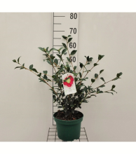 Planten Camellia sasanqua   pot   40 50 cm