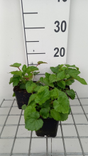 Planten Campanula takesimana   pot 9x9 cm