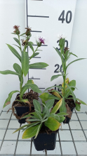 Planten Centaurea montana 'Amethyst in Snow'   pot 9x9 cm
