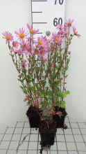 Planten Chrysanthemum 'Clara Curtis'   pot 9x9 cm
