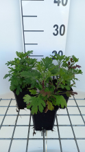Planten Chrysanthemum 'Duchess of Edinburgh'   pot 9x9 cm  