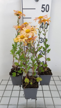 Planten Chrysanthemum 'Mary Stoker'   pot 9x9 cm