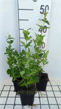 Planten Chelone obliqua 'Alba'   pot 9x9 cm