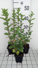 Planten Chrysanthemum 'Poesie'   pot 9x9 cm