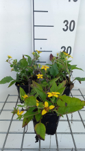Planten Chrysogonum virginianum   pot 9x9 cm