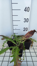 Planten Cirsium rivulare 'Trevor's Blue Wonder'   pot 9x9 cm  