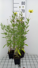 Planten Coreopsis 'Full Moon'   pot 9x9 cm