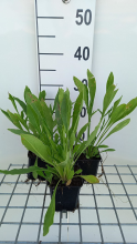 Planten Coreopsis auriculata 'Schnittgold'   pot 9x9 cm