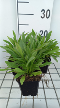 Planten Coreopsis lanceolata 'Sterntaler'   pot 9x9 cm
