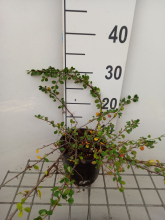 Planten Cotoneaster procumbens 'Queen of Carpets'   pot 1,3L   15 20 cm