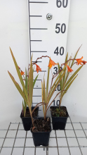 Planten Crocosmia 'Emily McKenzie'   pot 9x9 cm  