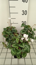 Planten Cyclamen hederifolium 'White Pearls'   pot 9x9 cm  