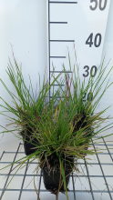 Planten Deschampsia cespitosa 'Tauträger'   pot 9x9 cm