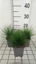 Planten Deschampsia flexuosa   pot 9x9 cm