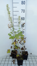 Planten Delphinium 'M.F.' Pure white   pot 9x9 cm