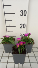 Planten Delosperma sutherlandii   pot 9x9 cm  