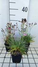 Planten Dianthus x allwoodii   pot 9x9 cm