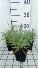 Planten Dianthus 'Albus Plenus'   pot 9x9 cm