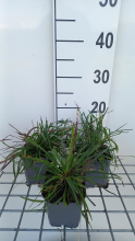 Planten Dianthus carthusianorum   pot 9x9 cm  